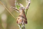 Olivbrauner Zünsler, Pyrausta despicata