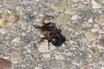 Feldgrille, Larve, Gryllus campestris