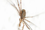 Schneider, Dicranopalpus ramosus