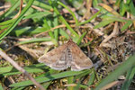 Olivbrauner Zünsler, Pyrausta despicata