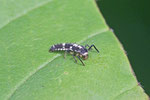 Vierzehnpunkt-Marienkäfer, Larve, Propylea quatuordecimpunctata
