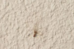 Große Zitterspinne, Pholcus phalangioides