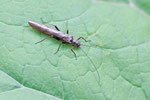 Gewöhnliche Bänder-Steinfliege, Brachyptera risi