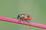 Sechspunkt-Fallkäfer, Cryptocephalus sexpunctatus