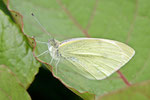 Großer Kohlweißling, Pieris brassicae