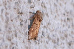 Lehmfarbige Graswurzeleule, Luperina testacea