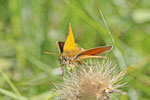 Braunkolbiger Braun-Dickkopffalter, männl., Thymelicus sylvestris