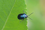 Blauer Erlenblattkäfer, Agelastica alni