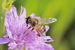 Mistbiene, weibl., Eristalis tenax