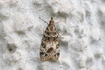 Zünsler, Eudonia mercurella