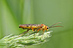 Blattwespe, Tenthredopsis sp.