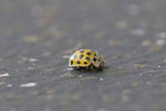 Zweiundzwanzigpunkt - Marienkäfer, Psyllobora vigintiduopunctata