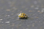 Zweiundzwanzigpunkt - Marienkäfer, Psyllobora vigintiduopunctata