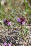 Thymian, Thymus cf. praecox