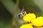 Sandbiene, männl., Andrena cf. denticulata