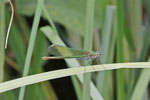 Gebänderte Prachtlibelle, weibl., Calopteryx splendens