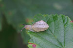 Kantige Laubschnecke, Hygromia cinctella