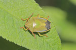 Ginsterwanze, Piezodorus lituratus
