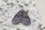Herbsspanner, Epirrita sp.