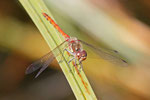 Große Heidelibelle, männl., Sympetrum striolatum