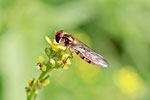 Hainschwebfliege, Episyrphus balteatus