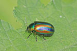 Blattkäfer, Oreina sp.