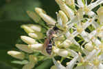 Sandbiene, Andrena sp.