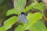 Faulbaumbläuling, weibl., Celastrina argiolus