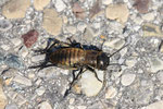 Feldgrille, Larve, Gryllus campestris