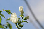 Pfeifenstrauch, Philadelphus sp.