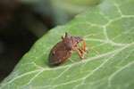 Zweizähnige Dornwanze, Picromerus bidens