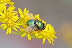 Goldfliege, Lucilia sp.