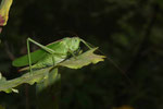 Grünes Heupferd, weibl., Tettigonia viridissima