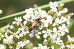 Zweibindiger Schmalbock, Stenurella bifasciata