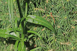 Pfirsichblättrige Glockenblume, Campanula persicifolia