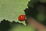 Asiatischer Marienkäfer, Harmonia axyridis