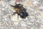 Feldgrille, Larve, Gryllus campestris