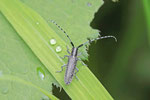 Scheckhorn-Distelbock, Agapanthia villosoviridescens
