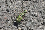 Feld-Sandlaufkäfer, Cicindela campestris