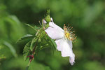 Hundsrose, Rosa canina