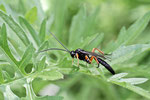 Schlupfwespe, Ctenichneumon castigator