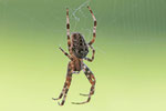 Gartenkreuzspinne, Araneus diadematus