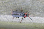 Gemeiner Weichkäfer, Cantharis fusca