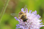 Mistbiene, weibl., Eristalis tenax