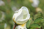 Hundsrose