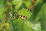 Vierzehnpunktiger Marienkäfer, Propylea quatuordecimpunctata