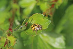 Vierzehnpunktiger Marienkäfer, Propylea quatuordecimpunctata