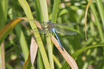 Große Königslibelle, männl., Anax imperator