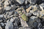 Feld-Sandlaufkäfer, Cicindela campestris