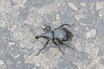 Großer Trägrüssler, Liparus glabrirostris